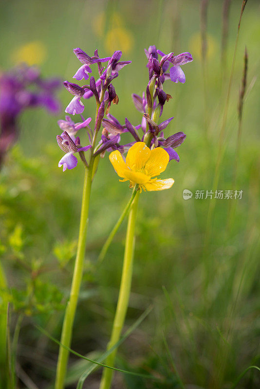 开花的两株绿翅兰花(Anacamptis morio)